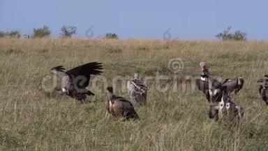 非洲白背秃鹫，非洲陀螺，鲁佩尔`秃鹫，罗佩佩利，拉佩特面秃鹫或努比亚秃鹫，e组